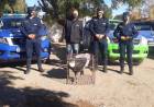Encontraron un cóndor andino en el Valle de Traslasierra