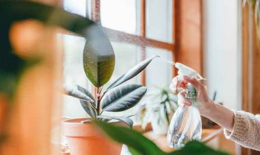 Cómo usar el vinagre apropiadamente en las plantas de interior